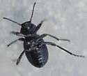 Eleodes pimelioides - photo 2