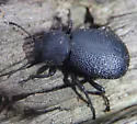 Eleodes pimelioides - photo 3