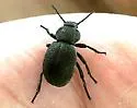 Eleodes pimelioides - photo 4