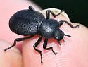 Eleodes pimelioides - photo 5