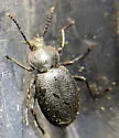 Eleodes planata - photo 2