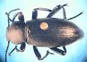 Eleodes quadricollis - Eleodes quadricollis