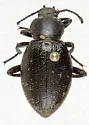 Eleodes quadricollis - photo 2