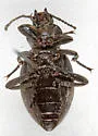 Eleodes quadricollis - photo 3