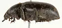 Eleodes quadricollis - photo 4