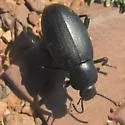 Eleodes quadricollis - photo 5