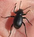 Eleodes rotundipennis - Eleodes rotundipennis