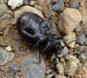 Eleodes rotundipennis - photo 2
