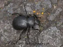 Eleodes rotundipennis - photo 3
