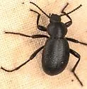 Eleodes rotundipennis - photo 4