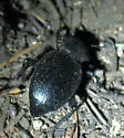Eleodes scabricula - Eleodes scabricula