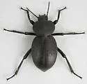 Eleodes scabricula - photo 2