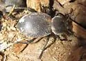 Eleodes scabricula - photo 4
