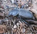 Eleodes scabricula - photo 5