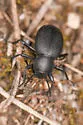 Eleodes scabripennis - photo 2