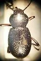 Eleodes scabrosa - Eleodes scabrosa