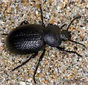Eleodes scabrosa - photo 2