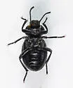 Eleodes scabrosa - photo 3