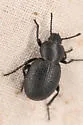 Eleodes scabrosa - photo 5