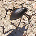 Eleodes spinipes - Eleodes spinipes