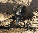 Eleodes spinipes - photo 4