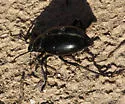 Eleodes spinipes - photo 5