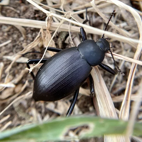 Eleodes striolata - Eleodes striolata
