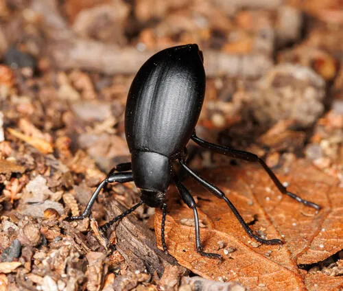 Eleodes subnitens - Eleodes subnitens