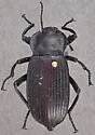 Eleodes suturalis - photo 2