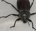 Eleodes suturalis - photo 3