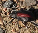 Eleodes suturalis - photo 4