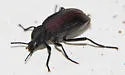 Eleodes suturalis - photo 5