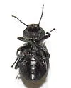 Eleodes tenebrosa - Eleodes tenebrosa