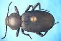 Eleodes tenebrosa - photo 4