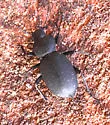 Eleodes tenebrosa - photo 5