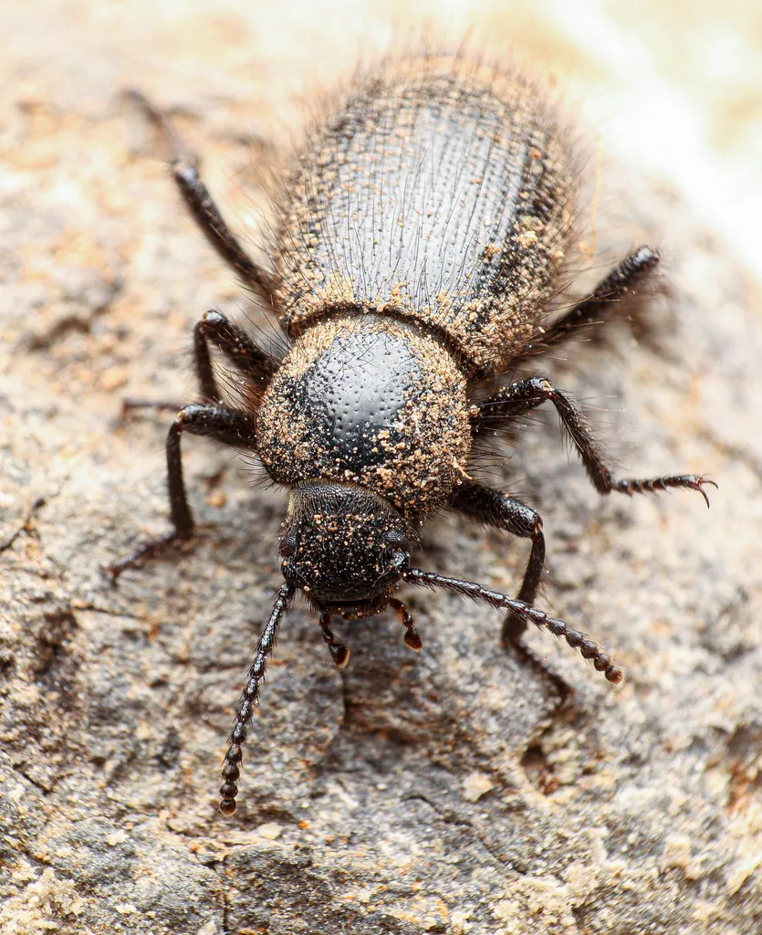 Eleodes tribulus - photo 2