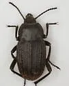 Eleodes tricostata - photo 2