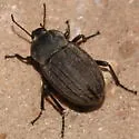 Eleodes tricostata - photo 3