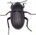Eleodes tricostata - photo 4