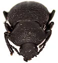 Eleodes tuberculata - photo 4