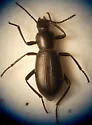 Eleodes wheeleri - Eleodes wheeleri