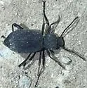 Eleodes wynnei - Eleodes wynnei