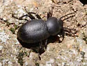 Eleodimorpha bolcan - Eleodimorpha bolcan
