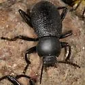 Eleodimorpha bolcan - photo 2