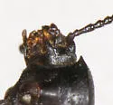 Eleodimorpha bolcan - photo 3