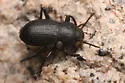 Eleodimorpha bolcan - photo 4