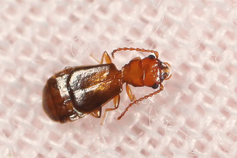 Eleusima reclusa