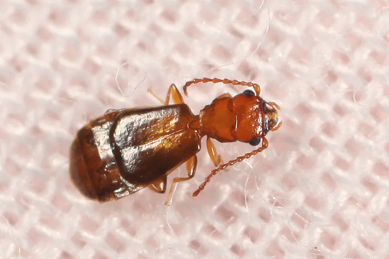Eleusima reclusa - photo 2
