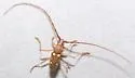 Eleutho stroheckeri