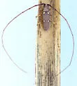 Eleutho stroheckeri - photo 5